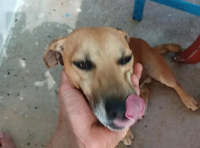 Apartament Petroula *