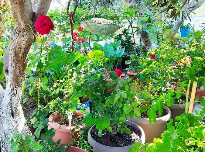 Apartamento Petroula